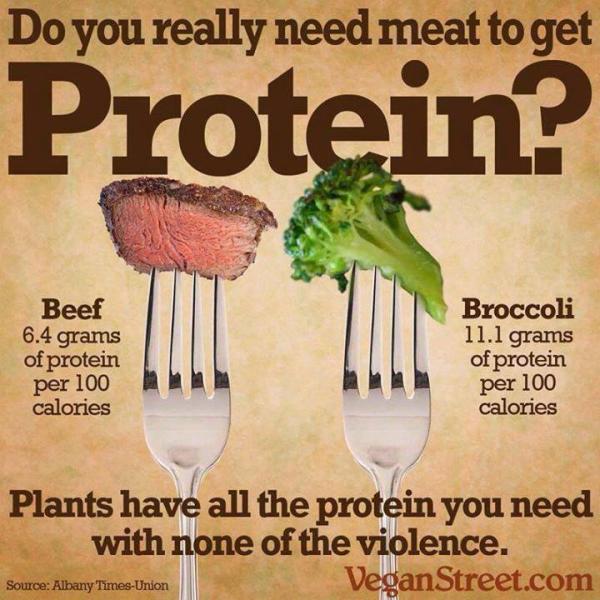 1 Ounce Of Steak Protein Diet